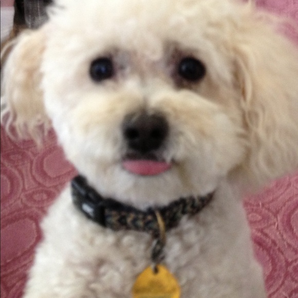 Meet your Posher, Mona - Picture 7 of 7